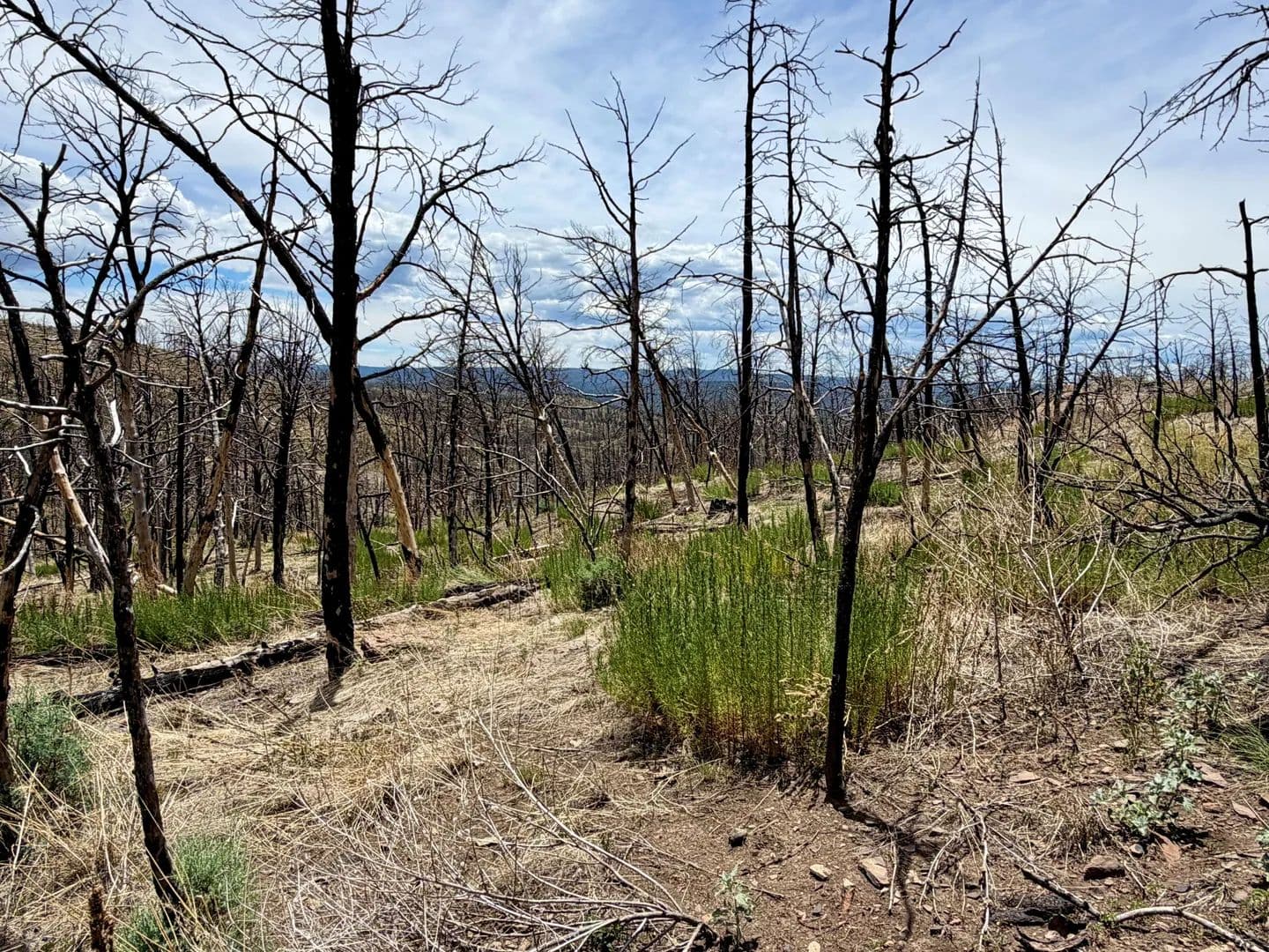 Lots & Land-Other in Ruidoso - land for sale