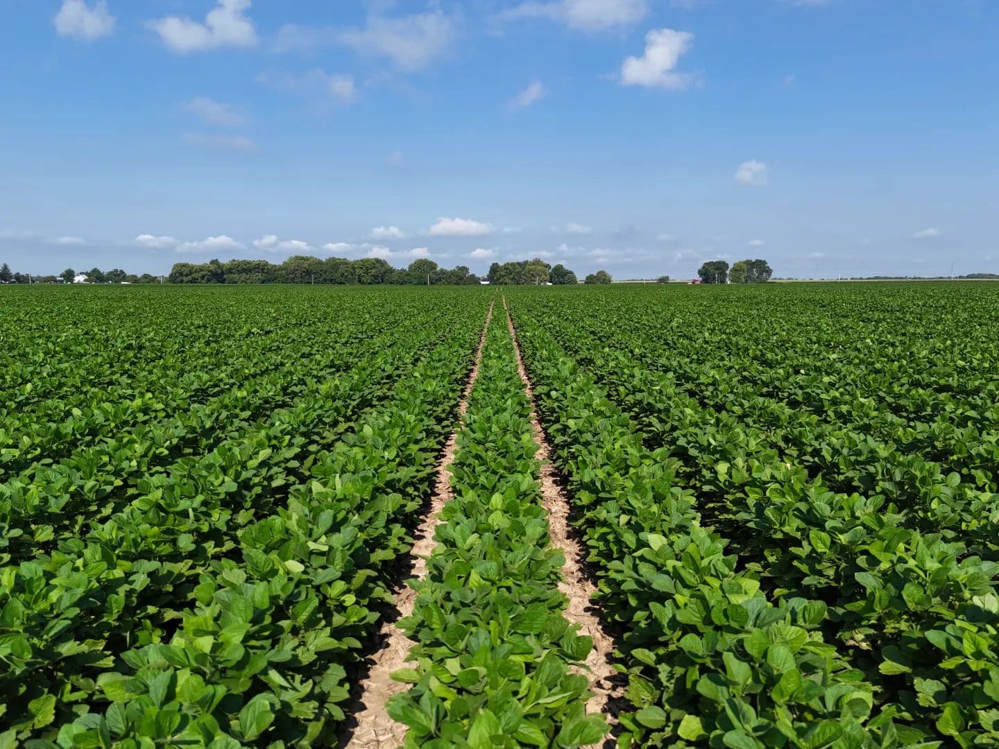 The Ater Holdings, LLC Farm | 79.998 +/- Acres | Macon County, IL - land for sale