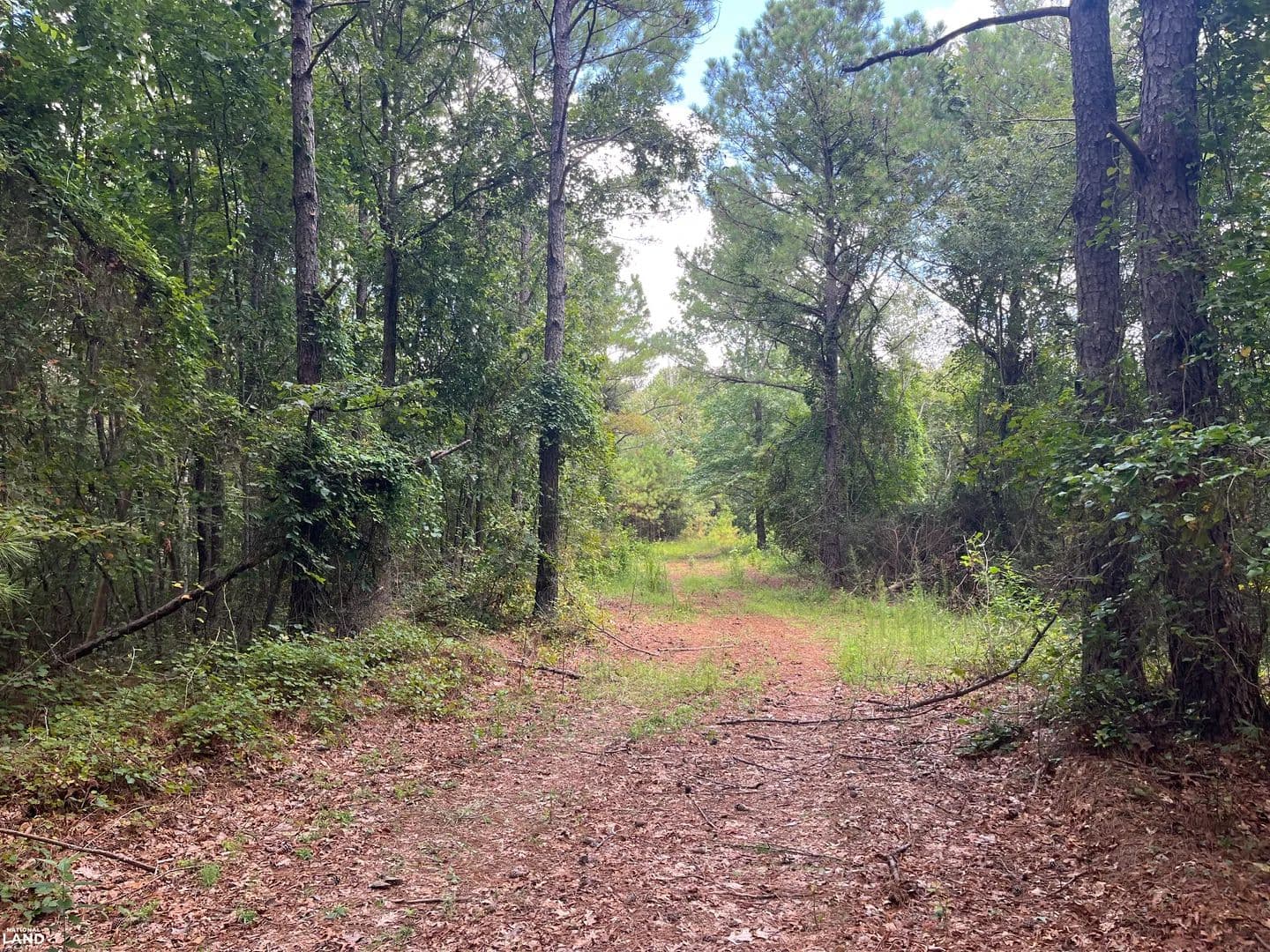 Hamilton Hunting and Timber Investment - Hamilton, Alabama, 35570