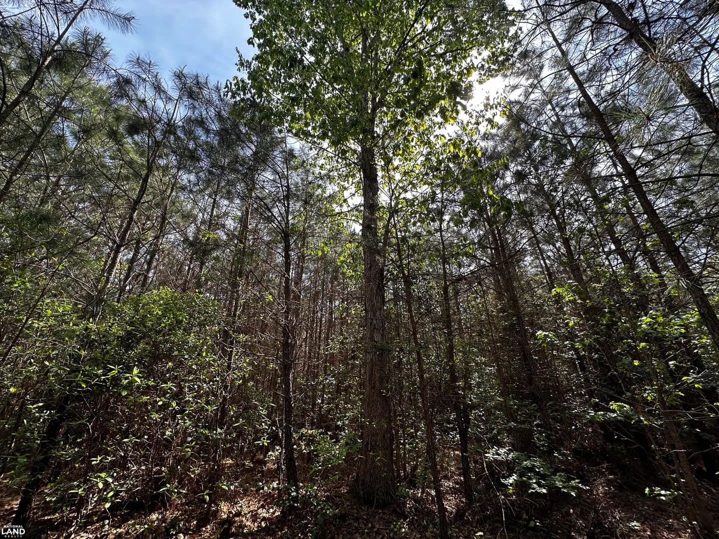 Wooded Buildable Parcel - Bohannon, Virginia, 23109