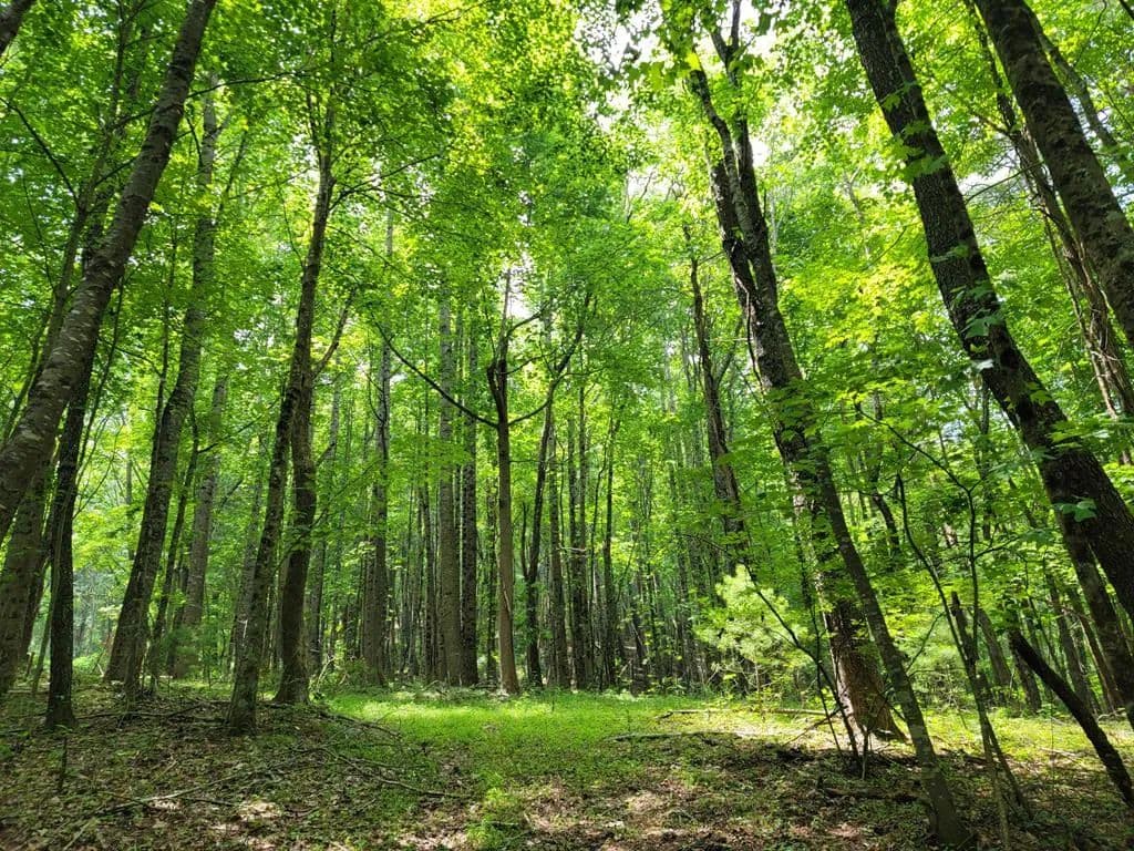 25.6 Acres of Land for Sale in Fries, VA - Fries, Virginia, 24330