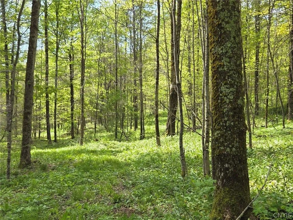 52.06 Acres of Land for Sale in Brookfield, New York - Brookfield, New York, 13355