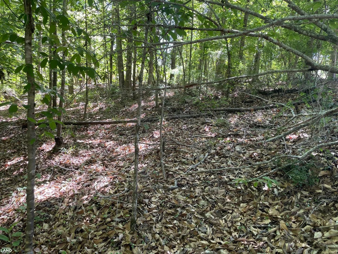 Pickett Creek North Hunting and Timber Division - Butler, Alabama, 36904