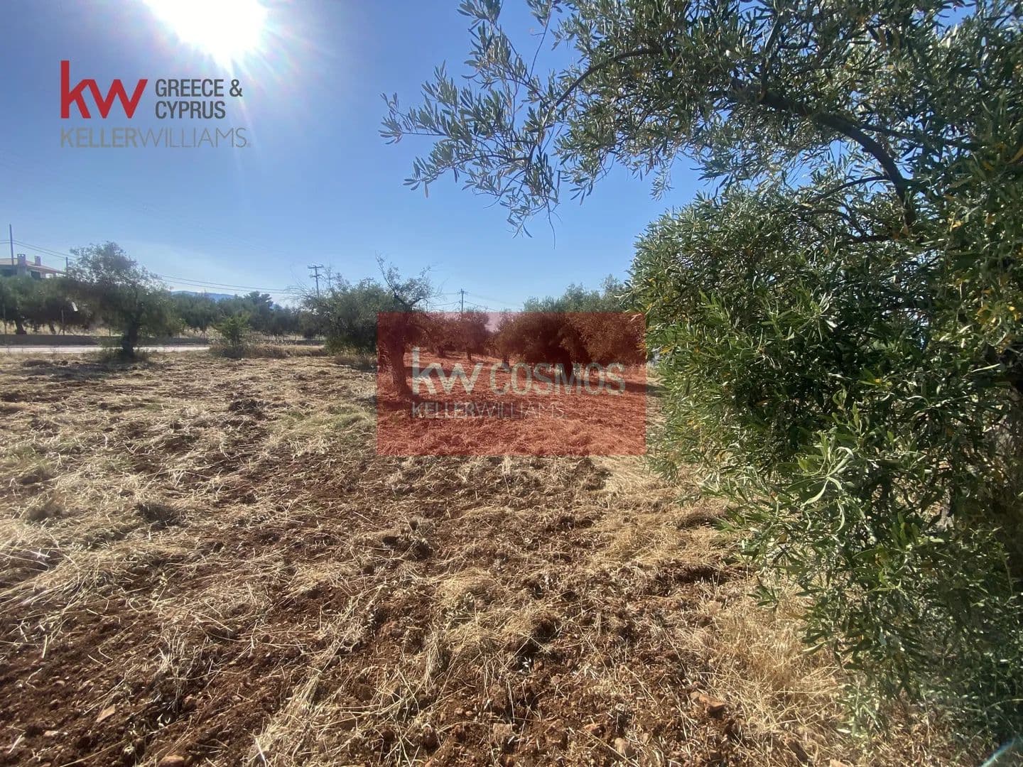 Land for Sale in Anthidonos, Evia - land for sale