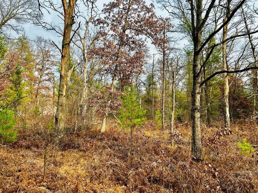 Vacant Land (0-10 Acres) in Bitely