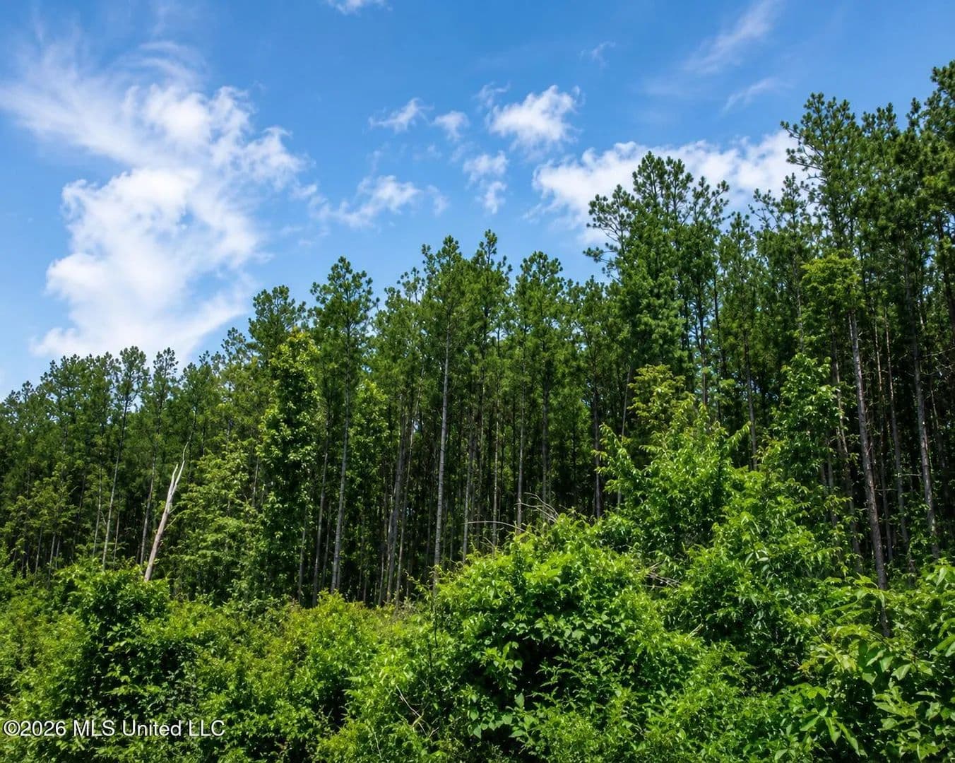 282 Acres of Land for Sale in Mize, MS - Mize, Mississippi, 39116