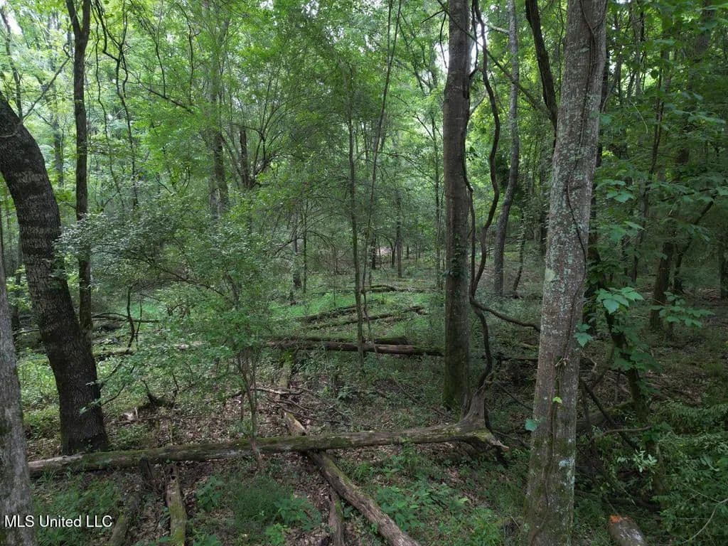 41 Acres of Land for Sale in Roxie, MS - Roxie, Mississippi, 39661