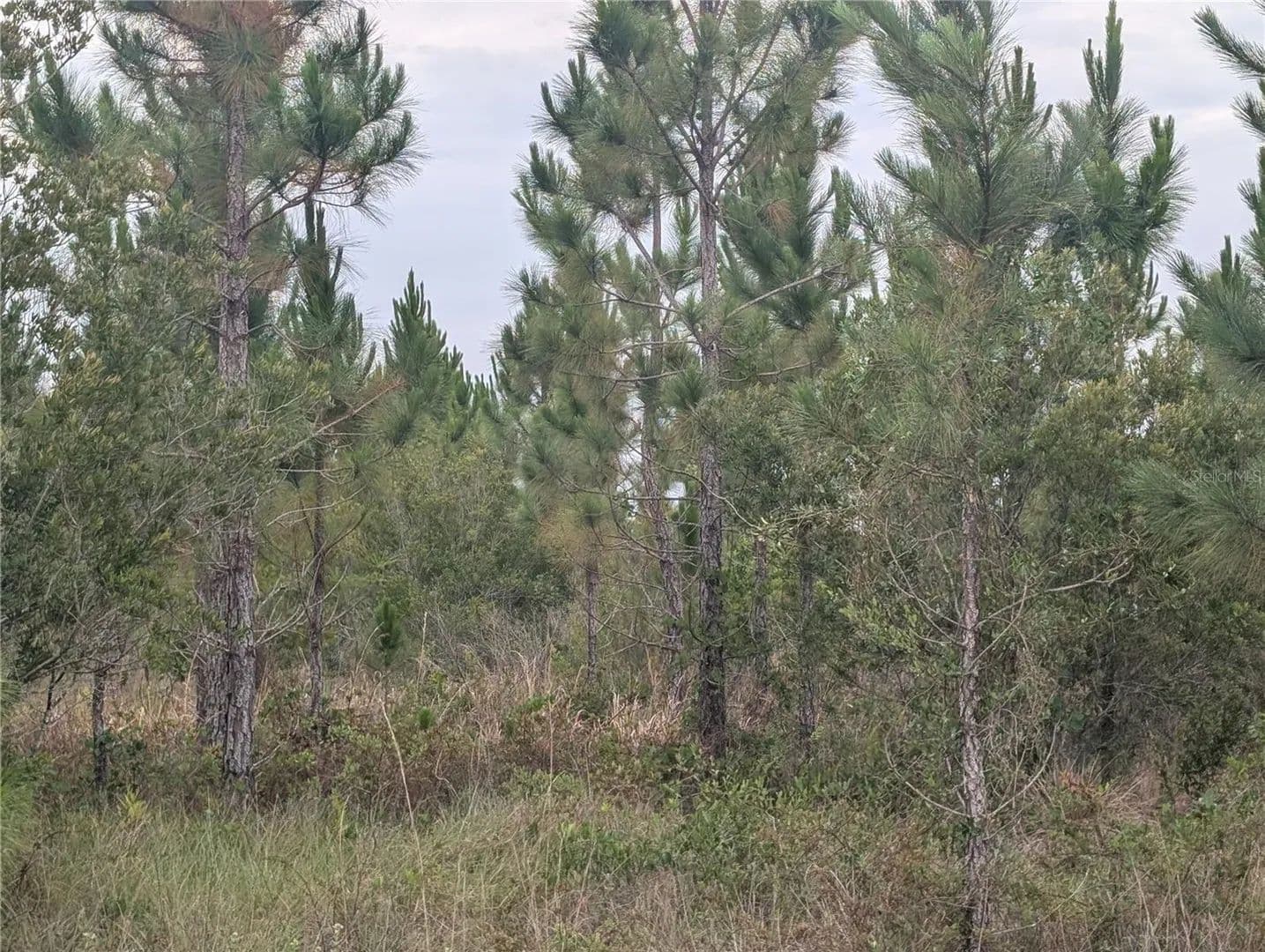 0.5 Acres of Land for Sale in Polk County, Florida - Florida, 33855