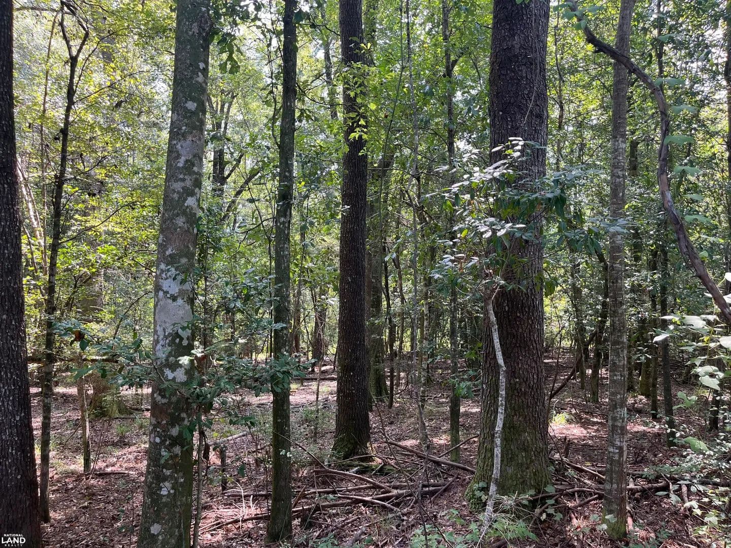 Pascagoula River Hunting and Recreational Tract - Lucedale, Mississippi, 39452