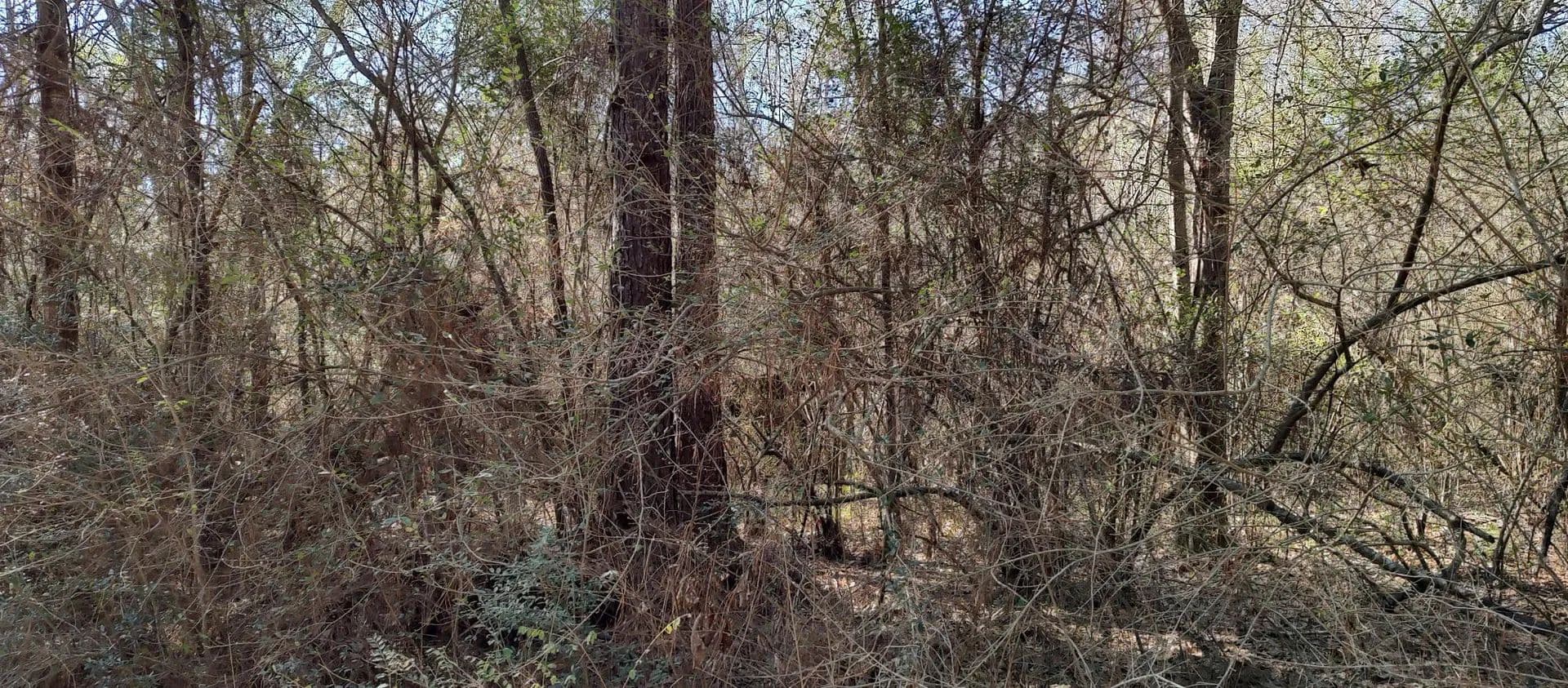 Property from 0 Pecan Dr. - KW - Lumberton, Mississippi, 39455