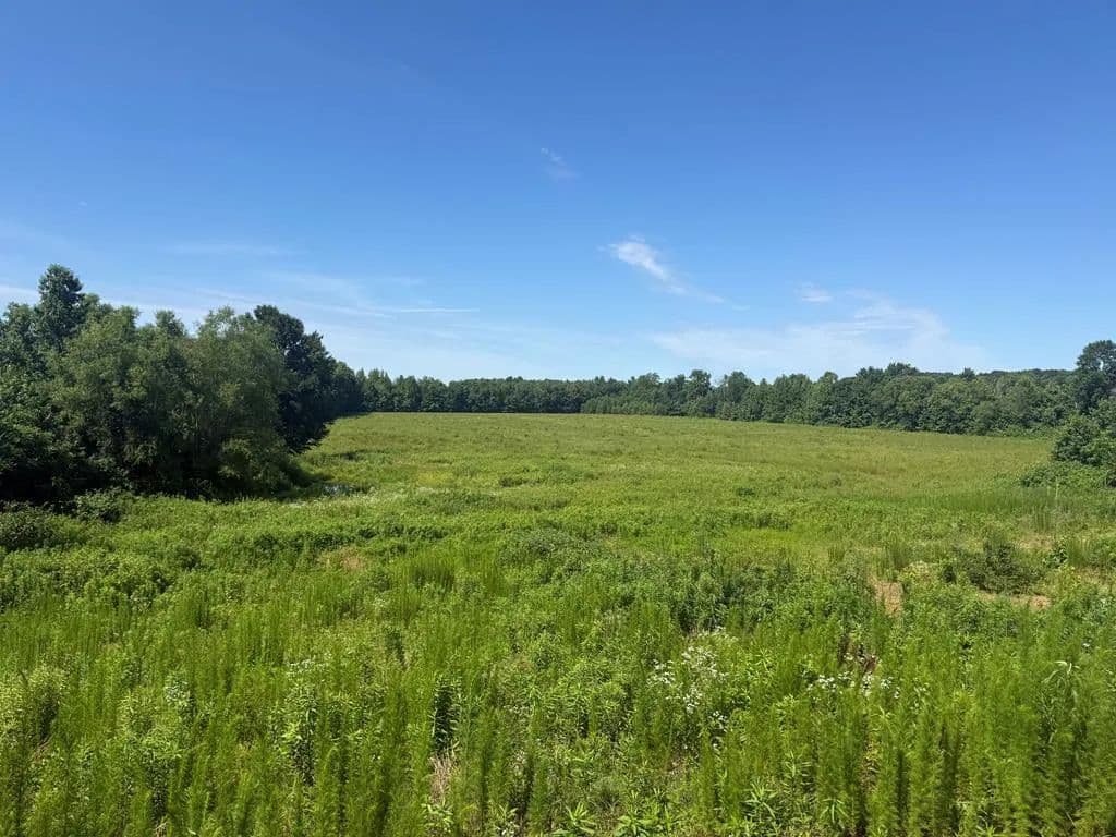 32.5 Acres of Land for Sale in McKenzie, Tennessee - McKenzie, Tennessee, 38201