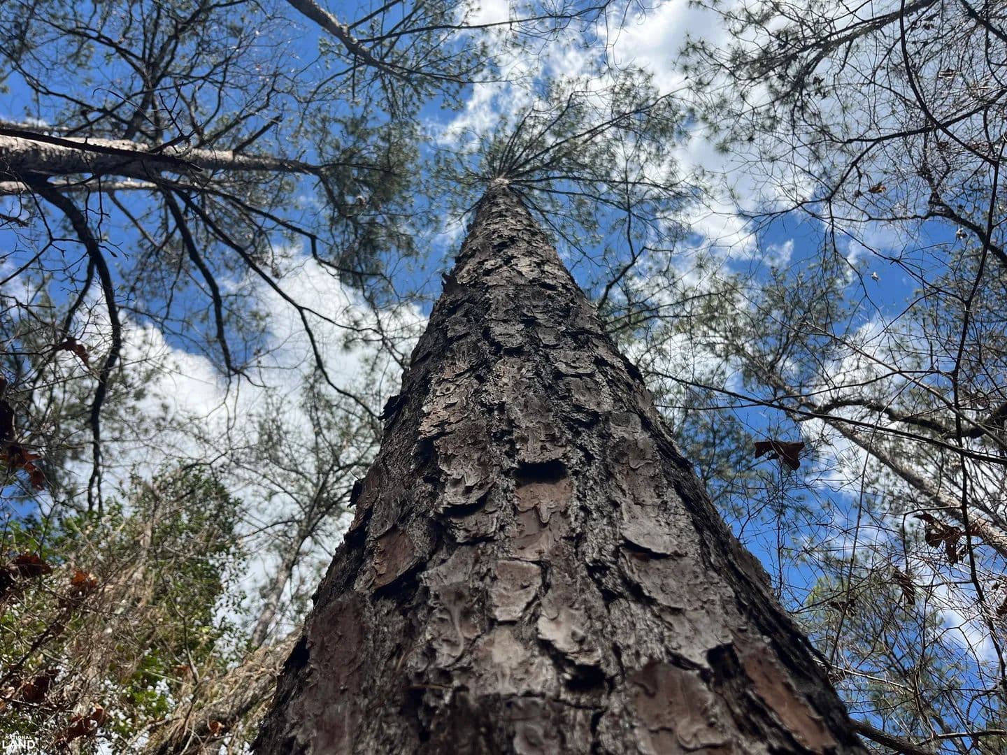 Timber and Hunting Investment Package - Monroeville, Alabama, 36460