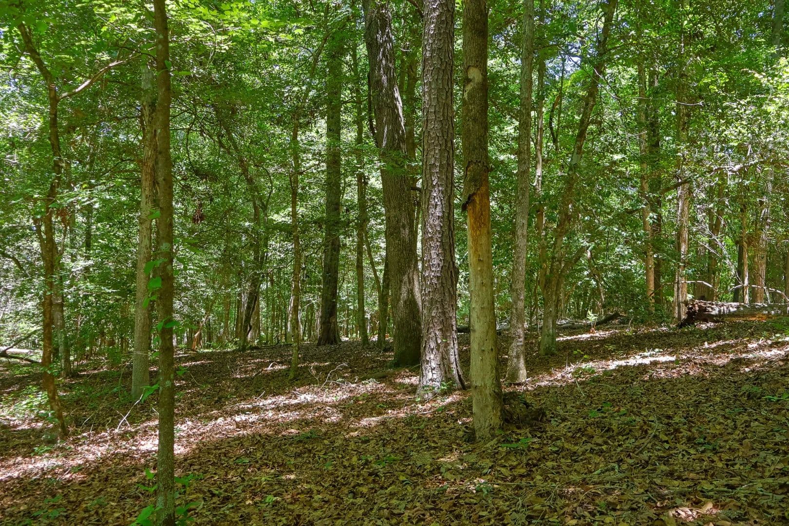 Crane Road Hunting Property - Cochran, Georgia, 31014
