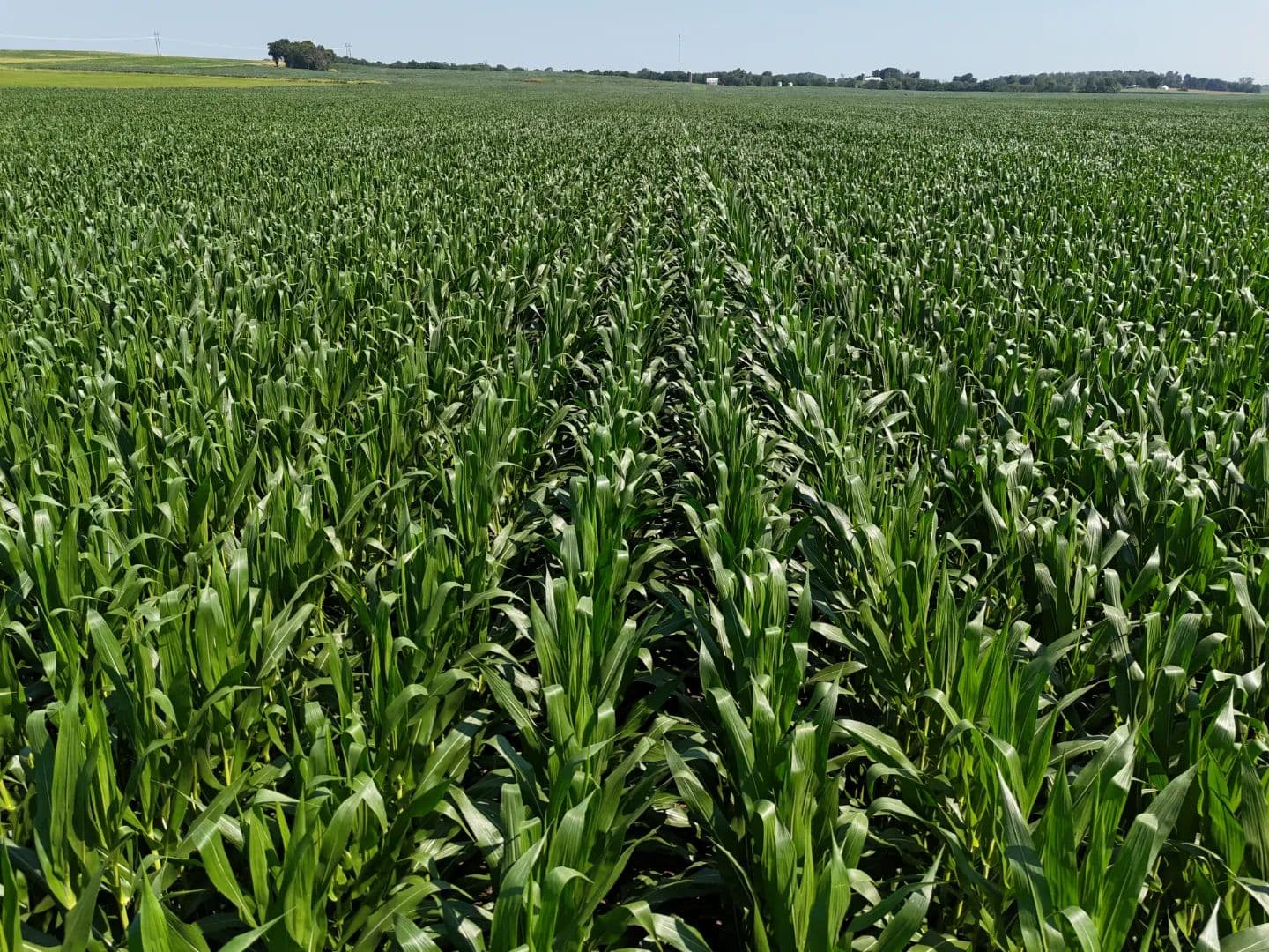 The FE Bishop Farm INC | One-Chance Sealed Bid Sale| 156.03 +/- Acres | Montgomery County, IL - Pana, Illinois, 62557