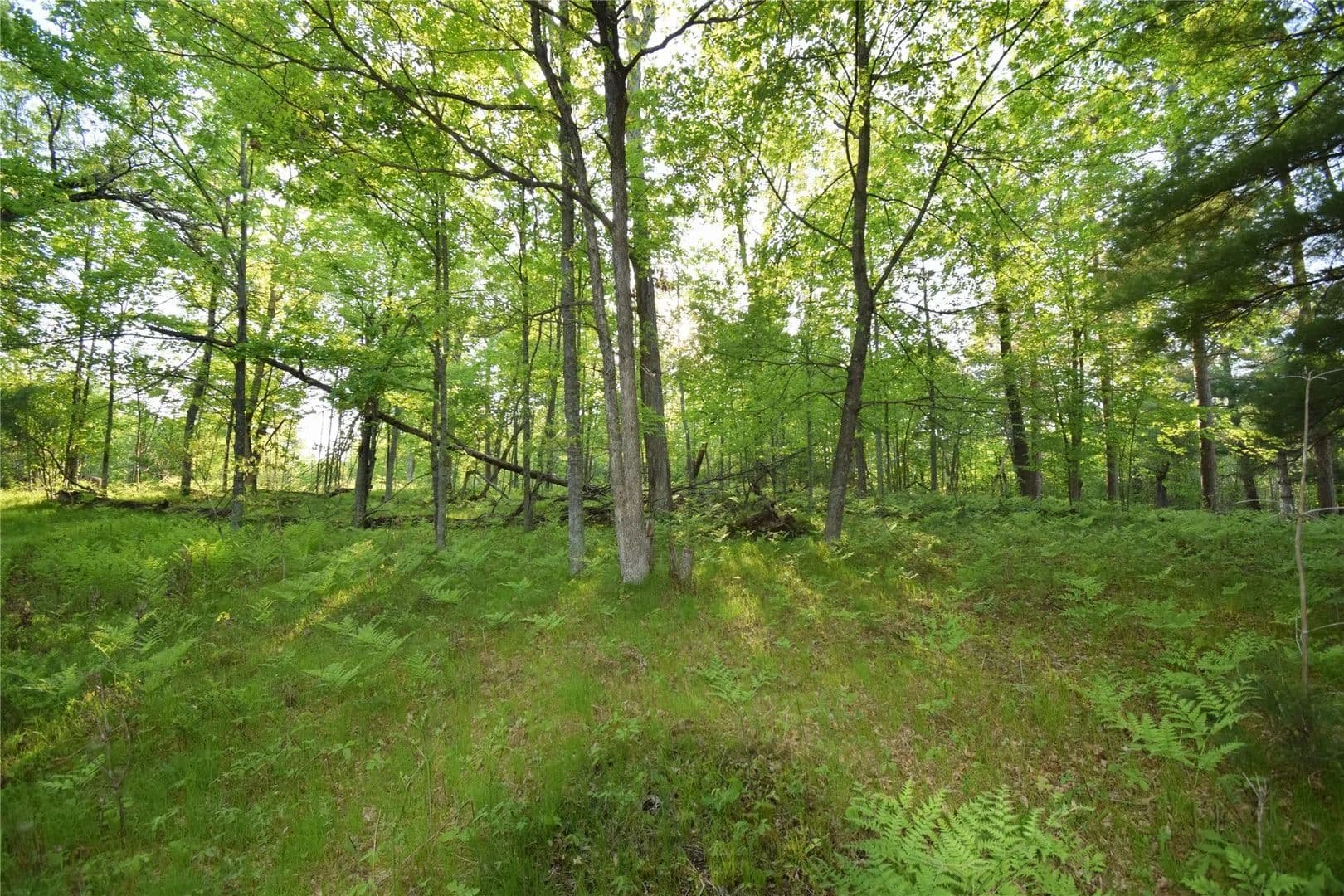 0.51 Acres of Land for Sale in Webster, Wisconsin - Webster, Wisconsin, 54893