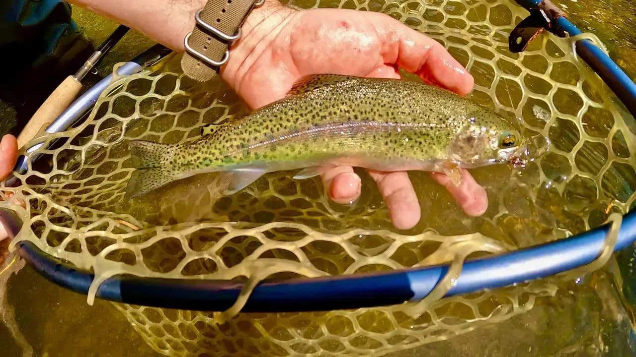 The Call of Stewardship: 590 Legacy Acres & Class A Trout Stream in Narrows, VA - Narrows, Virginia, 24124