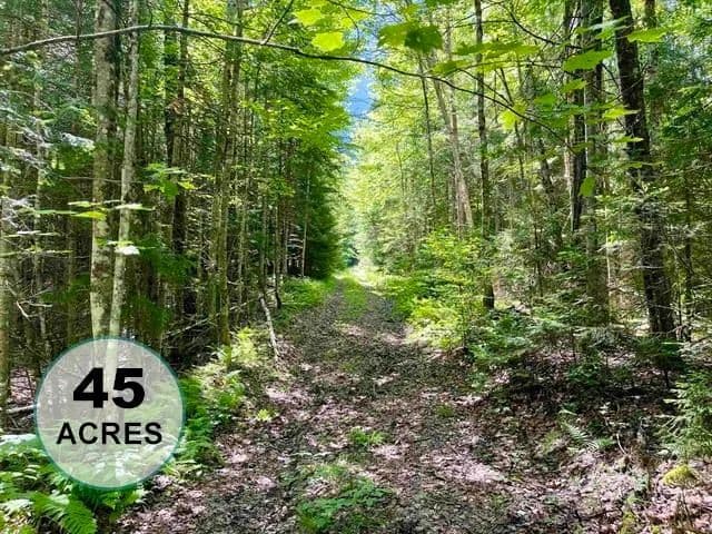 45 Acres of Land for Sale in East Haven, VT - East Haven, Vermont, 05837