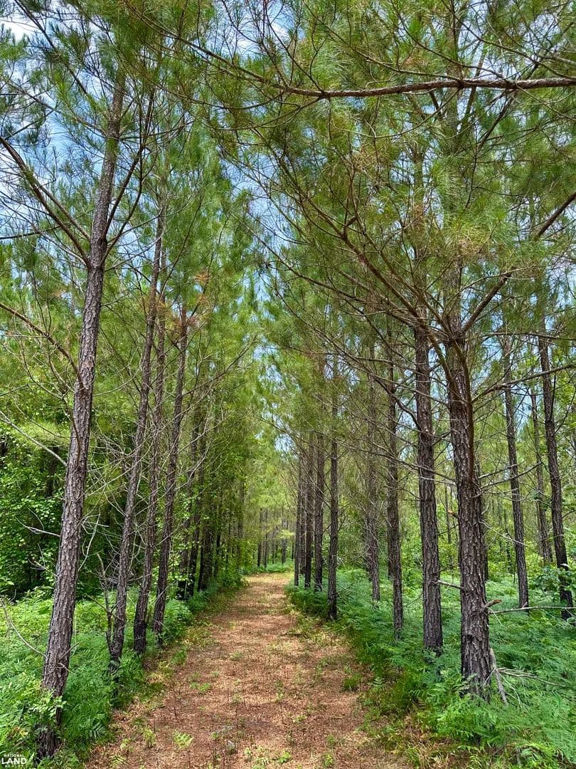Crooked Branch Creek Hunting & Recreation - Eastman, Georgia, 31023