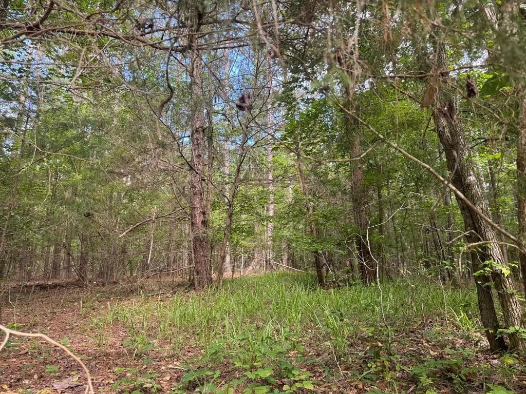 Vacant Land in Waverly Hall - Waverly Hall, Georgia, 31831