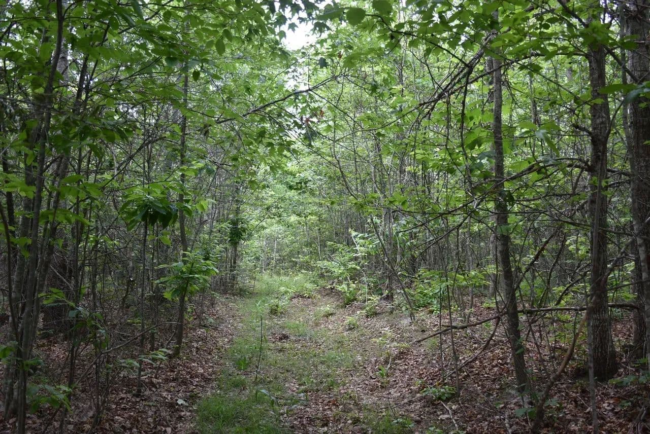 Holly Branch - Vanceburg, Kentucky, 41179
