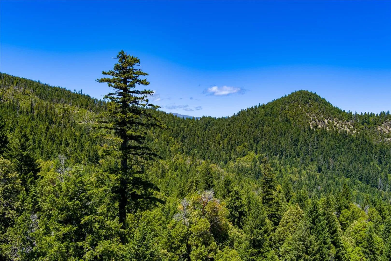 Lucy Gulch Timberland - land for sale