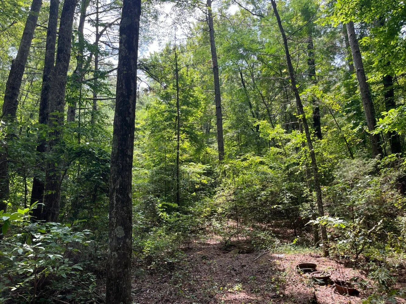 Hamilton Hunting and Timber Investment Tract 2 - Hamilton, Alabama, 35570