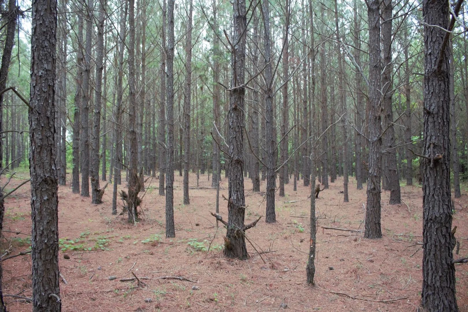 Homesite with Dirt Rd. Frontage - Cadwell, Georgia, 31009