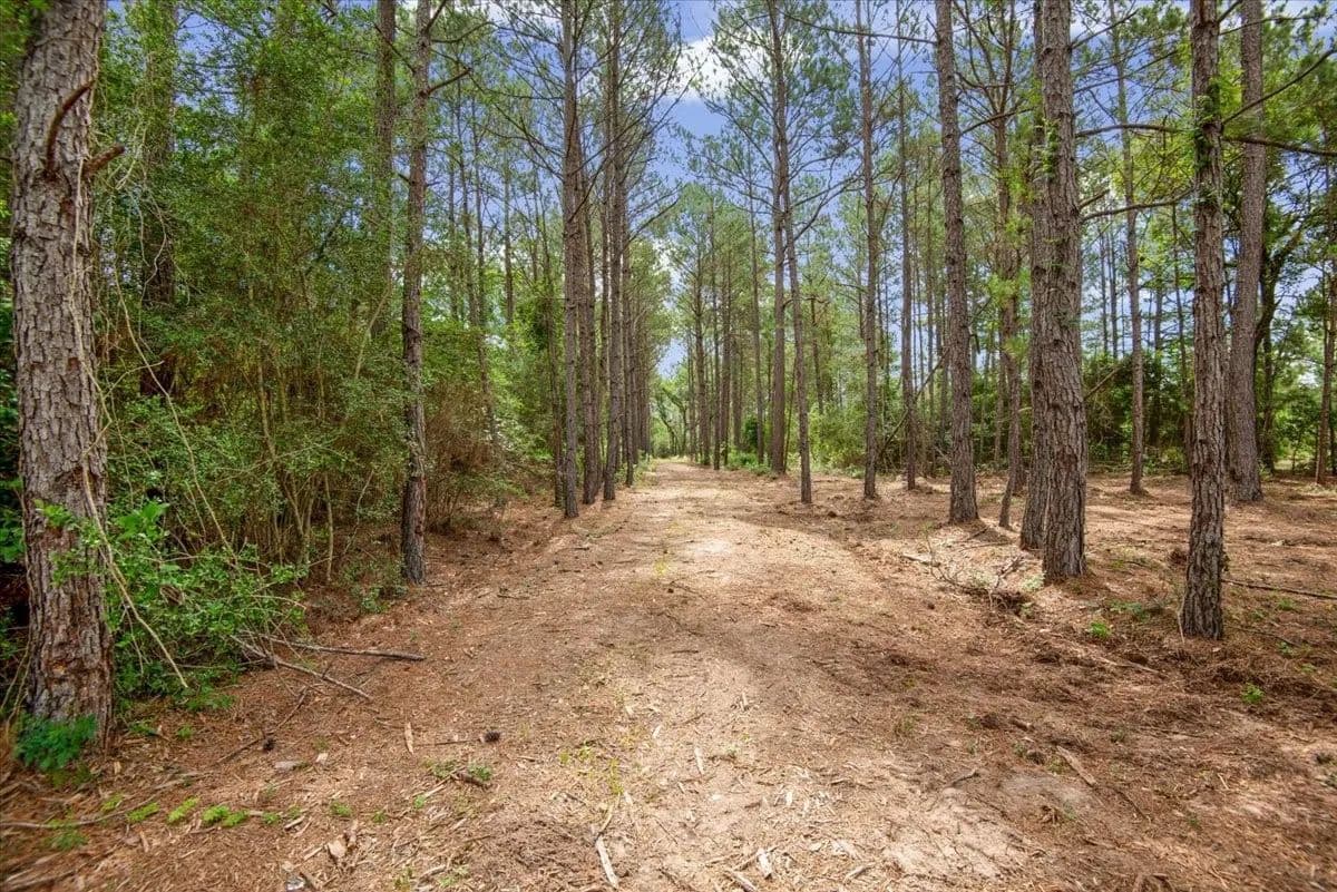 60.07 Acres of Land for Sale in Plantersville, Texas - Plantersville, Texas, 77363