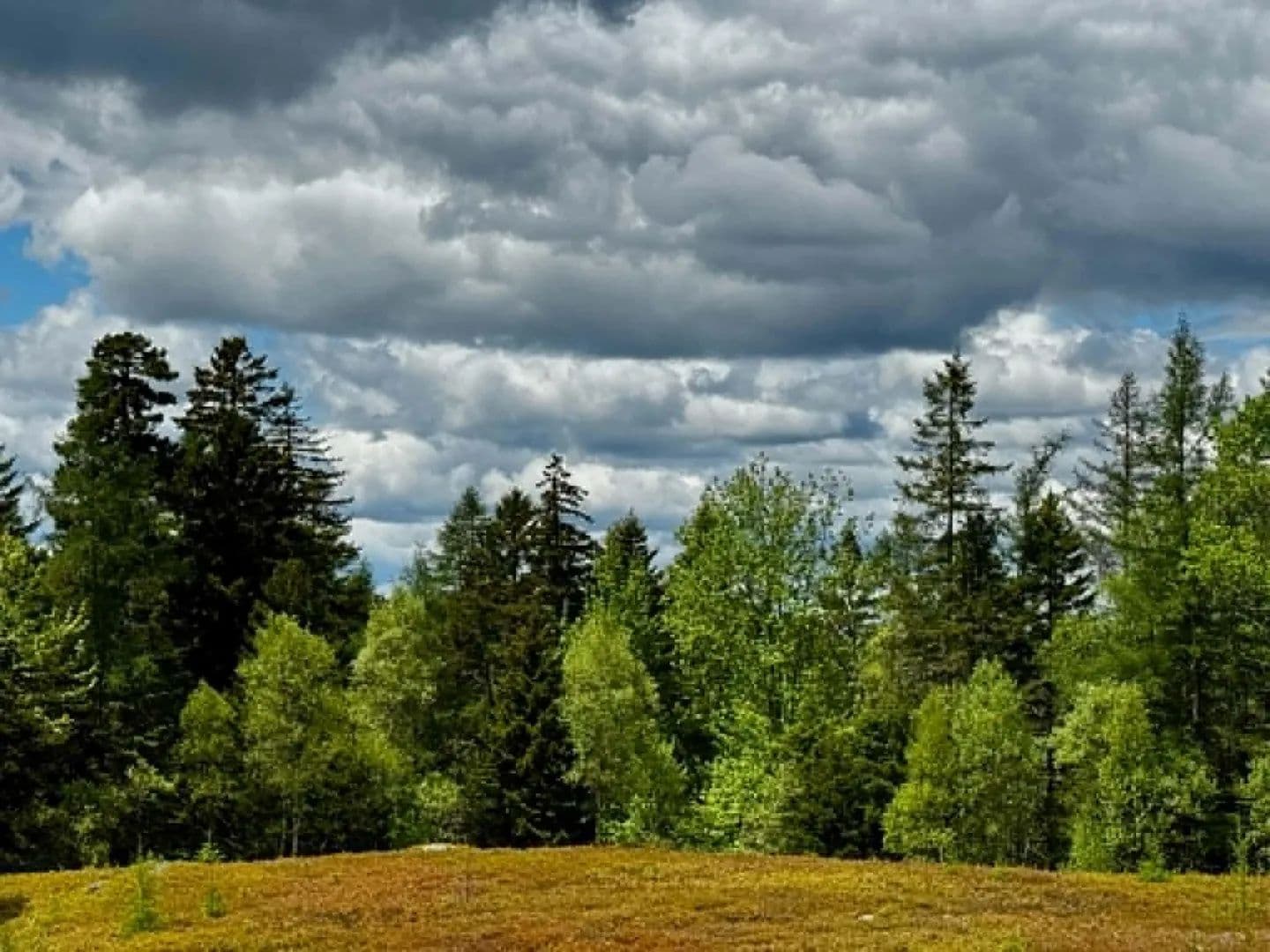 103 Acres of Land for Sale in Machias, Maine - Machias, Maine, 04654