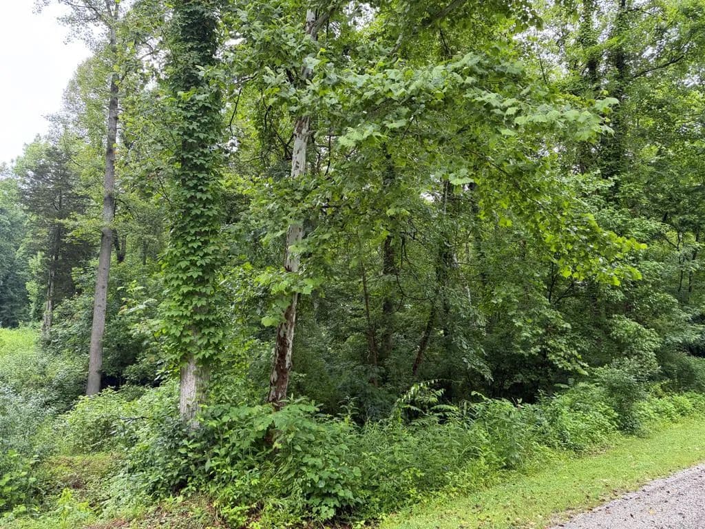 Lots & Land-Other in Catlettsburg - Catlettsburg, Kentucky, 41129