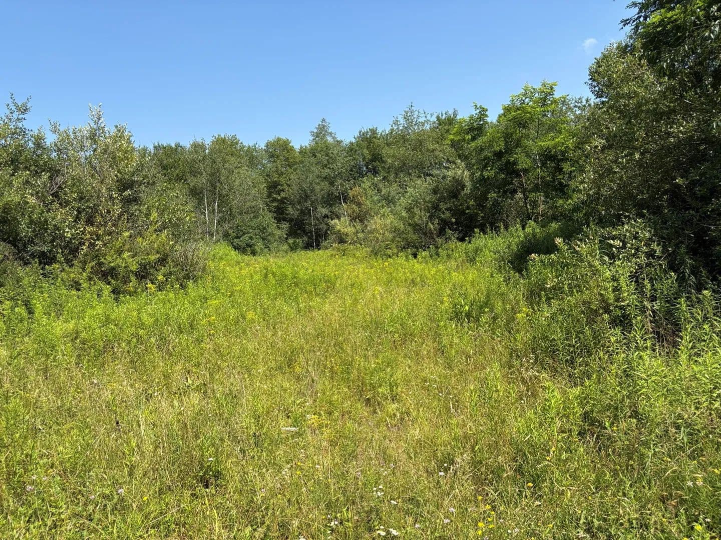 Gravel Lick - land for sale