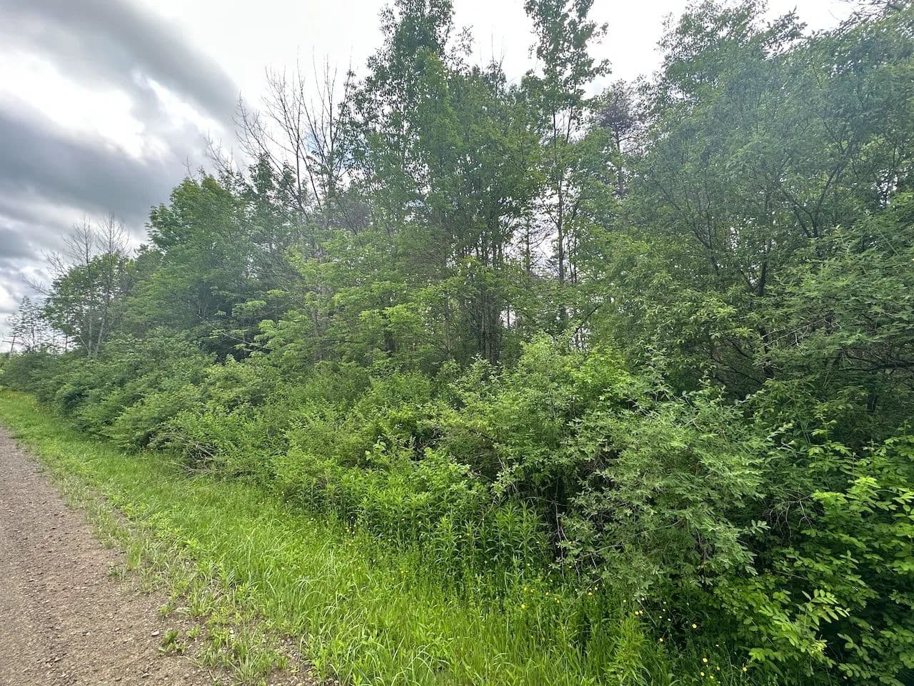 5 acre Building Lot and Hunting Land near State Land in Birdsall NY 9181 Townline Rd Lot 2 - Birdsall, New York, 14709