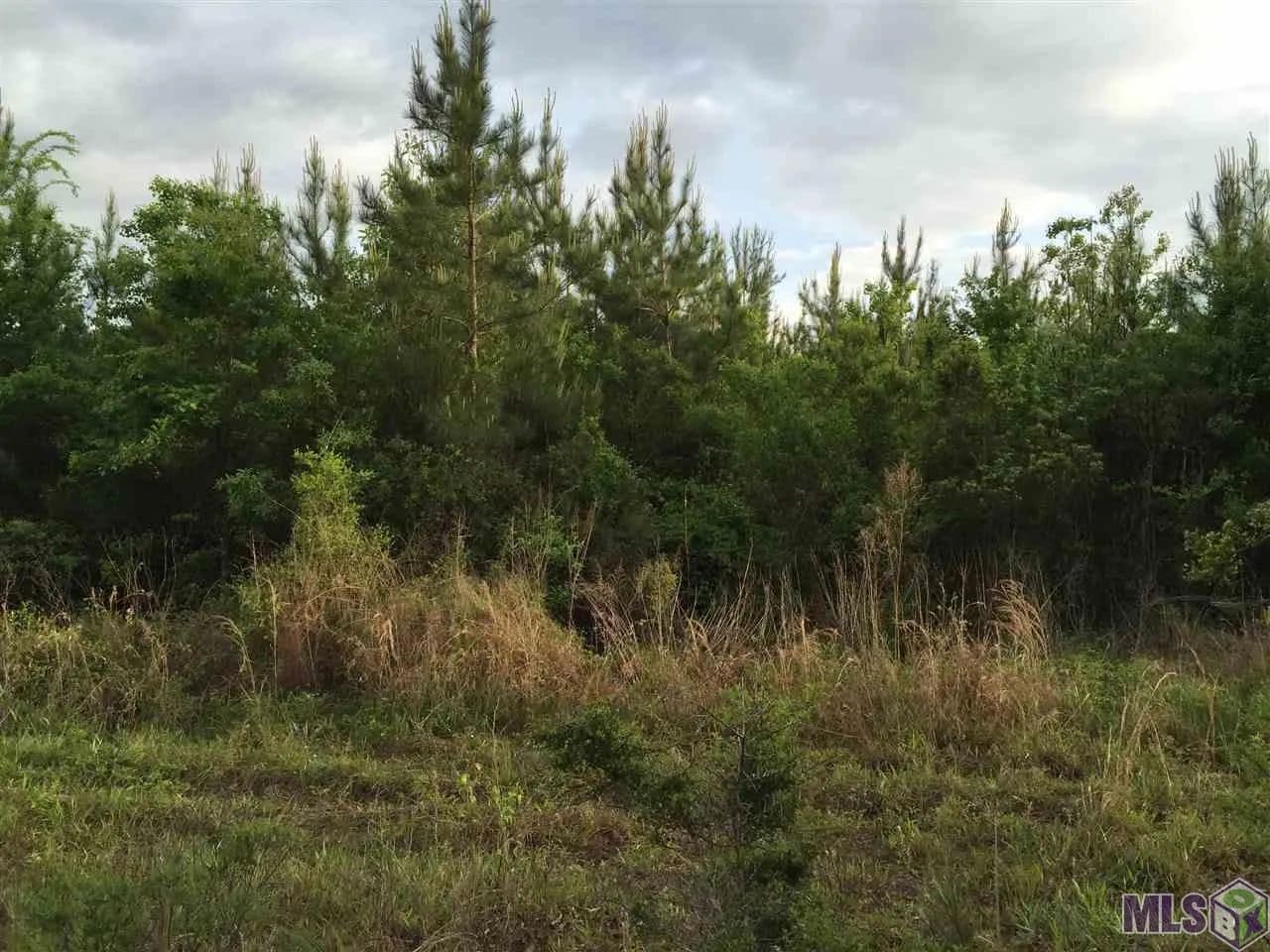 54.03 Acres of Land for Sale in Springfield, Louisiana - Springfield, Louisiana, 70462