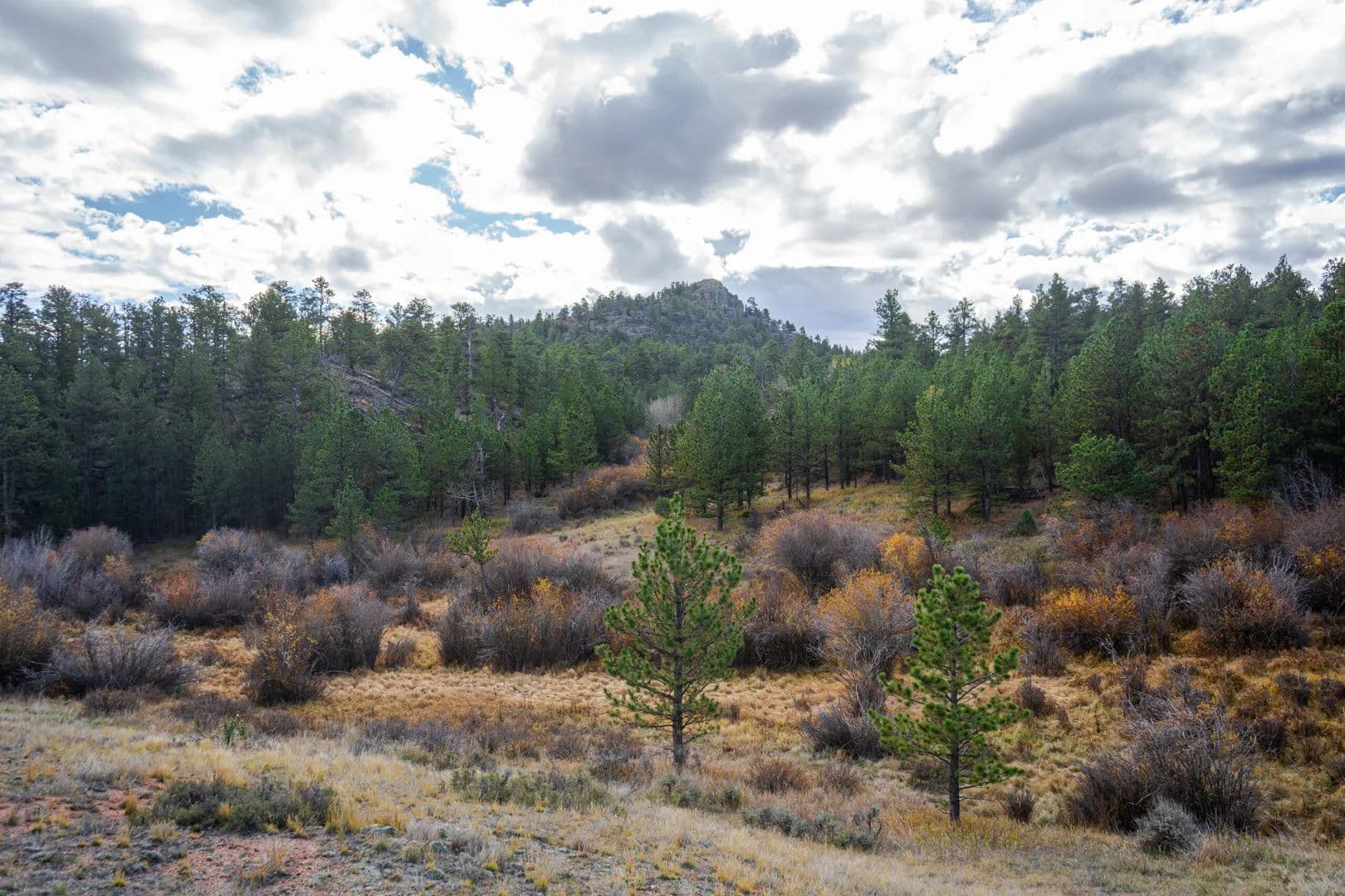 8 Spring Trail - Livermore, Colorado, 80536