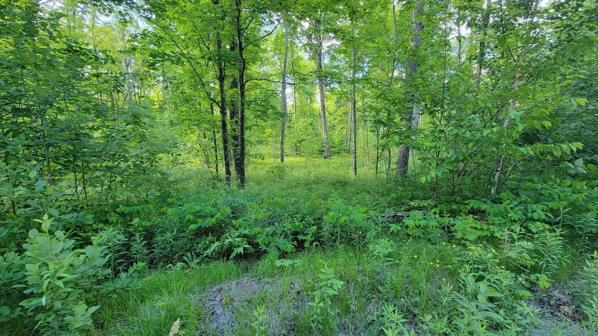 40 Acres of Land for Sale in Elcho, Wisconsin - Elcho, Wisconsin, 54428