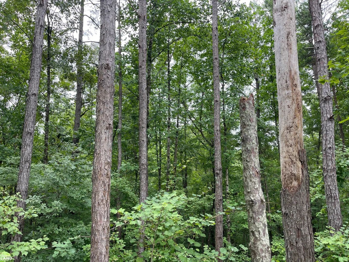Lake Nicol Hunting Tract - Tuscaloosa, Alabama, 35406
