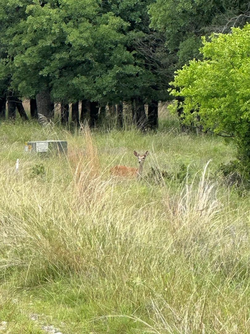 Vacant Land (0-10 Acres) in Chico - Chico, Texas, 76431