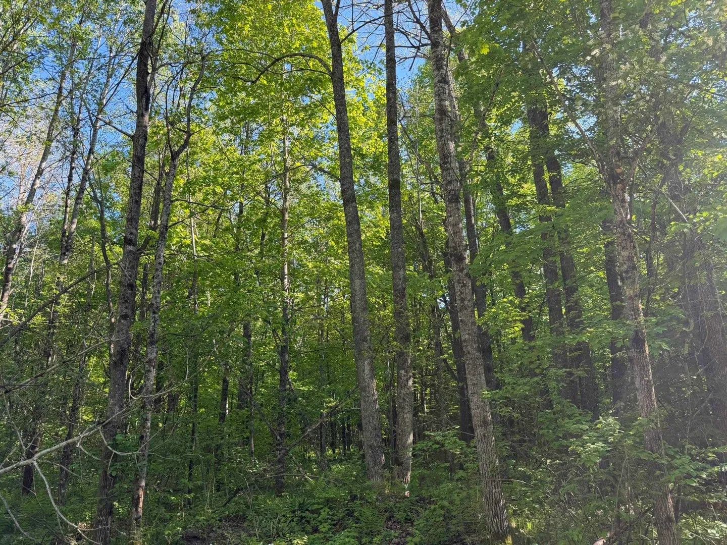 8.1 Acres of Land for Sale in Tipler, Wisconsin - Tipler, Wisconsin, 54542