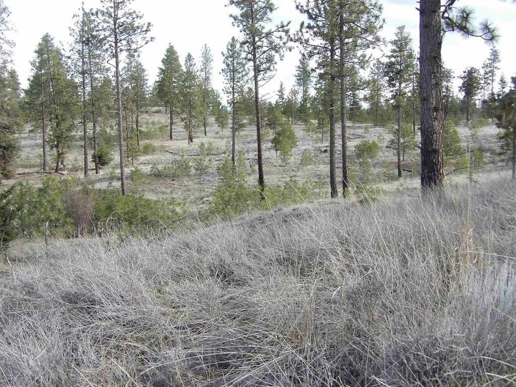 Vacant Land in Davenport - Davenport, Washington, 99122