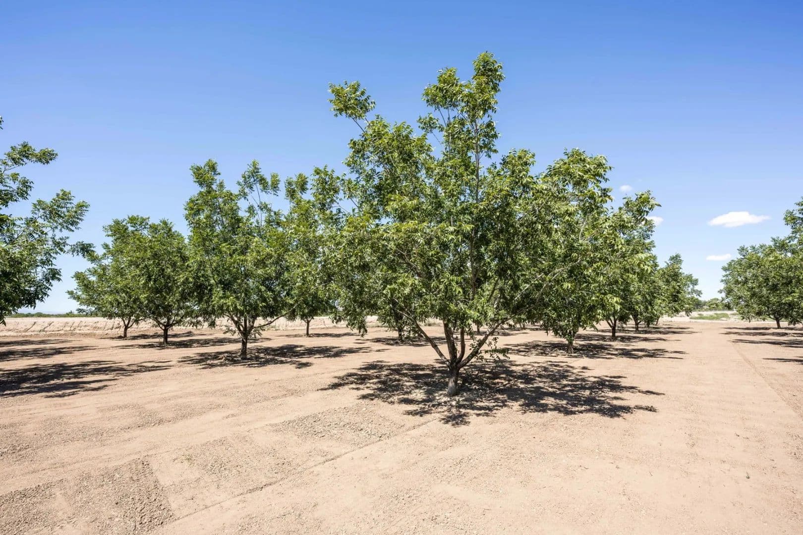 Large Pecan Farm in Dona Ana County, New Mexico for Sale - 127 Acres - Hatch, New Mexico, 87937