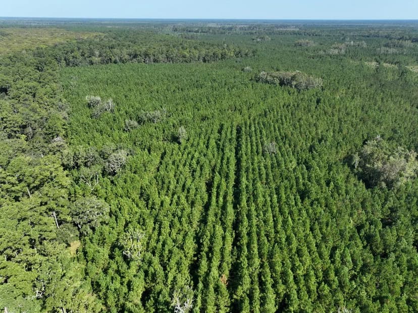 475+/- Ac Land for Sale GA Hwy 252 Tract - Camden County, GA