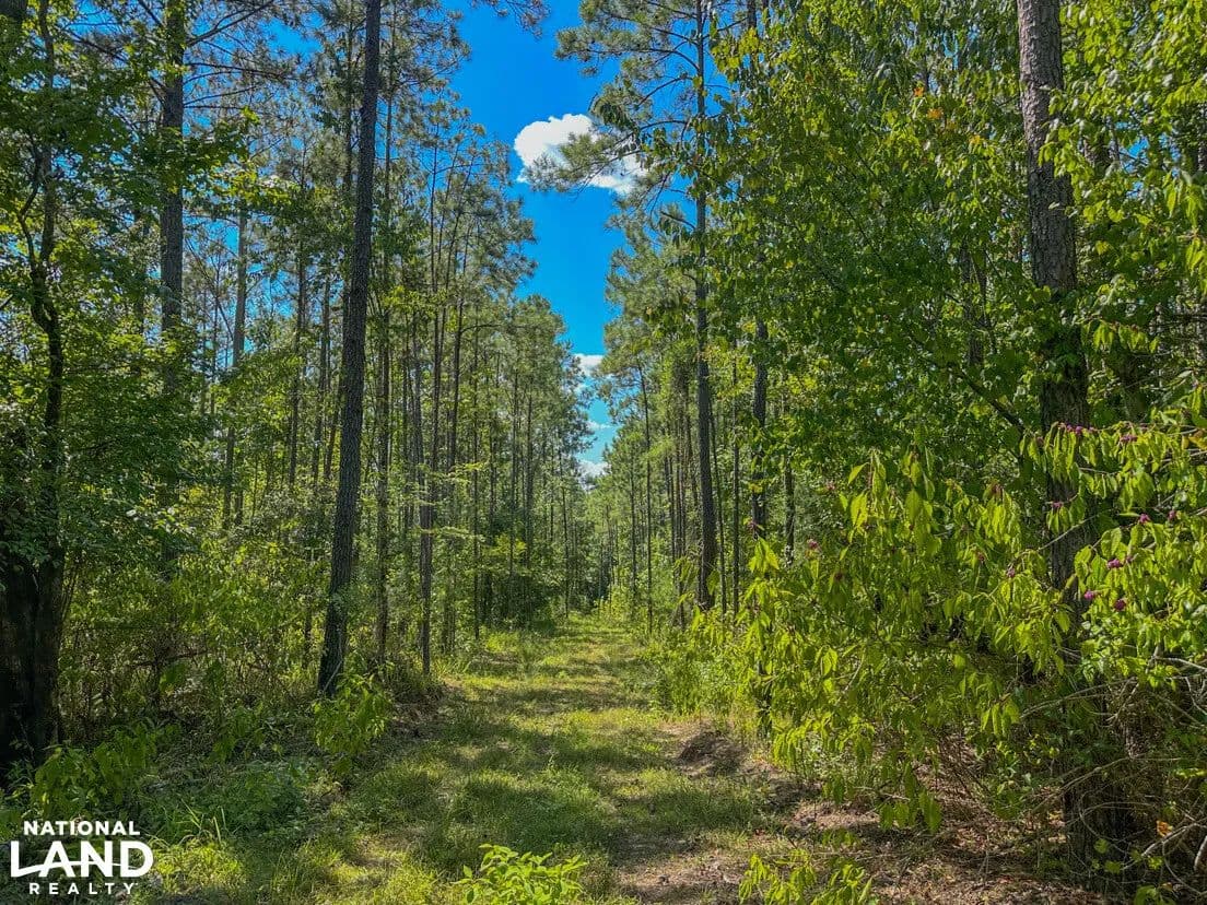 Pine Apple Hunting Creek and Timber Tract - Pine Apple, Alabama, 36768