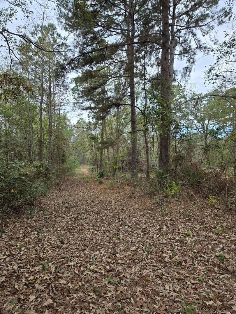 Vacant Land (10+ Acres) in Price - Price, Texas, 75652