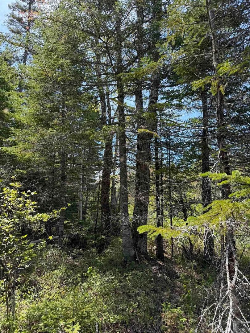 Property from Palmer Road #Lot CL4 - KW - Canada