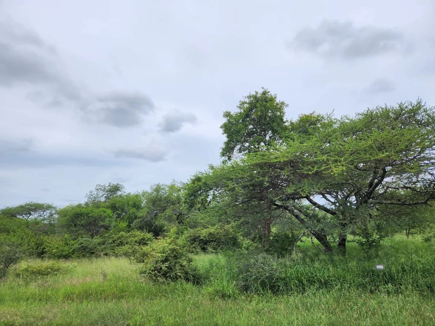 600 Acres of Land for Sale in Hoedspruit, Limpopo - land for sale