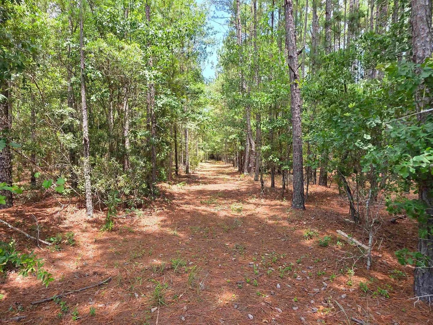 3.14 Acres of Land for Sale in Nichols, SC - Nichols, South Carolina, 29581