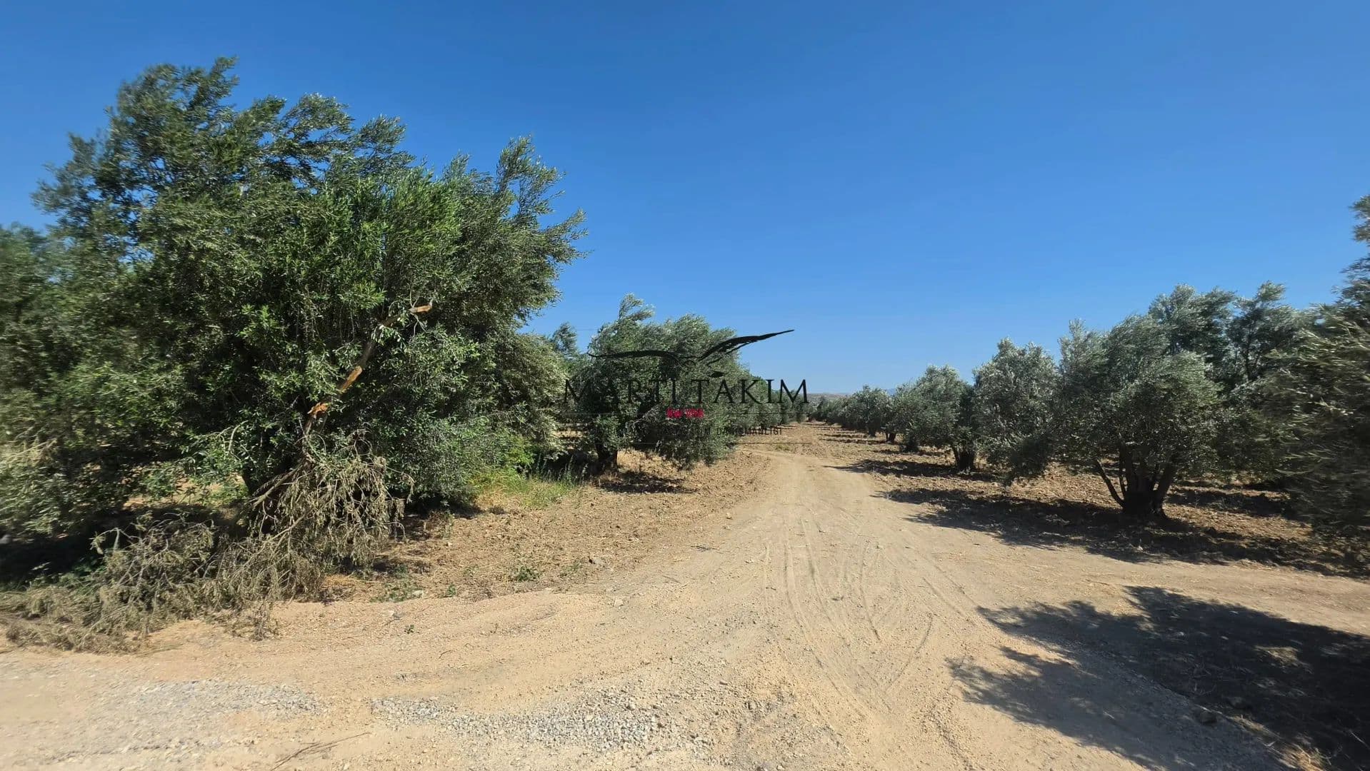 Yeni Şakran Satılık Zeytinlik - land for sale