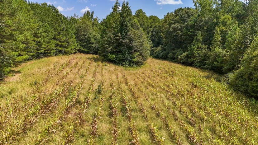 167± Acres | Hunting & Investment Tract in Chambers County, AL