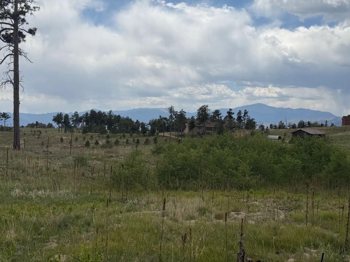 Everybody wants Black Forest! - Black Forest, Colorado, 80907
