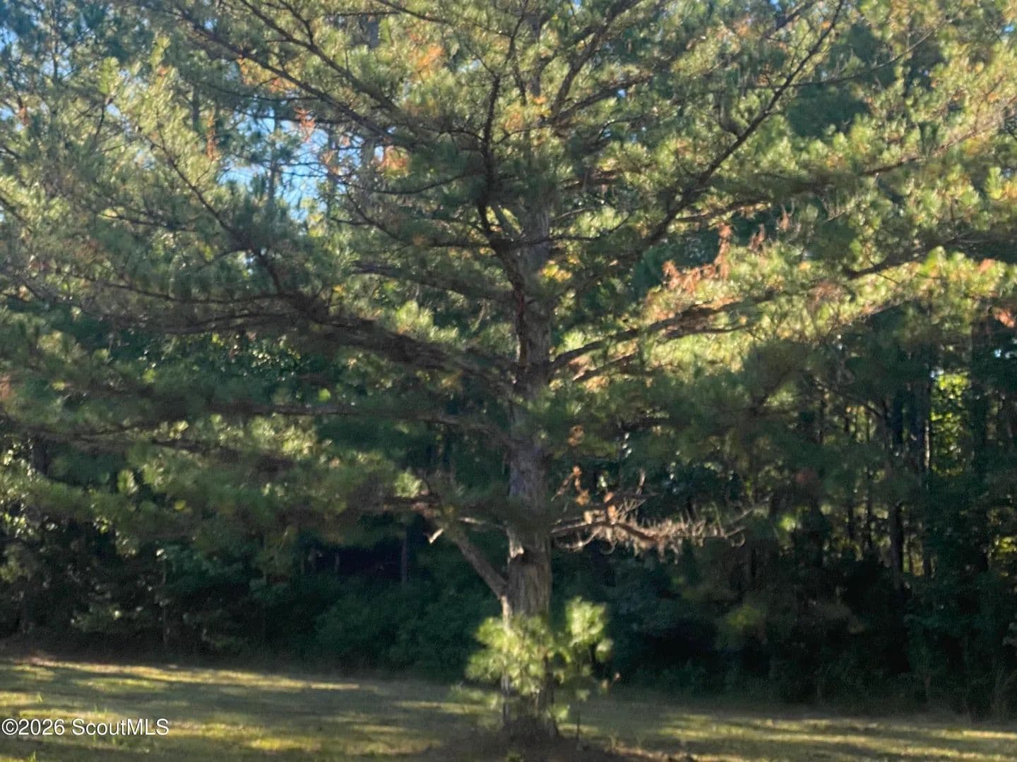 Property from None Shellman Bluff Road NE - KW - Townsend, Georgia, 31331